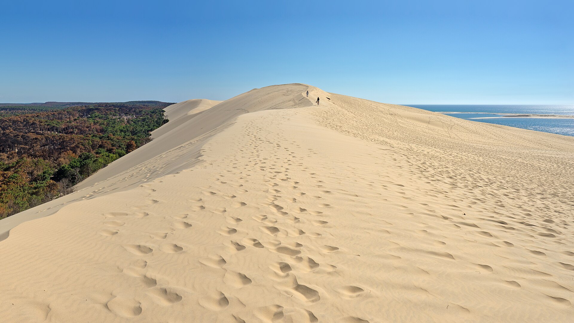 The ridge of the Dune of Pilat above the forest
