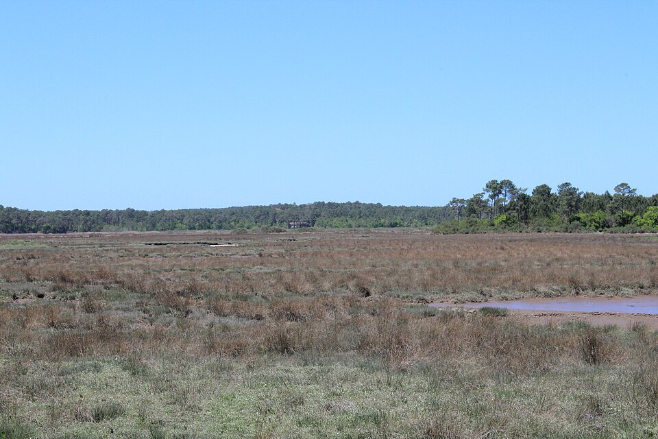 A path in the salt-meadow reserve
