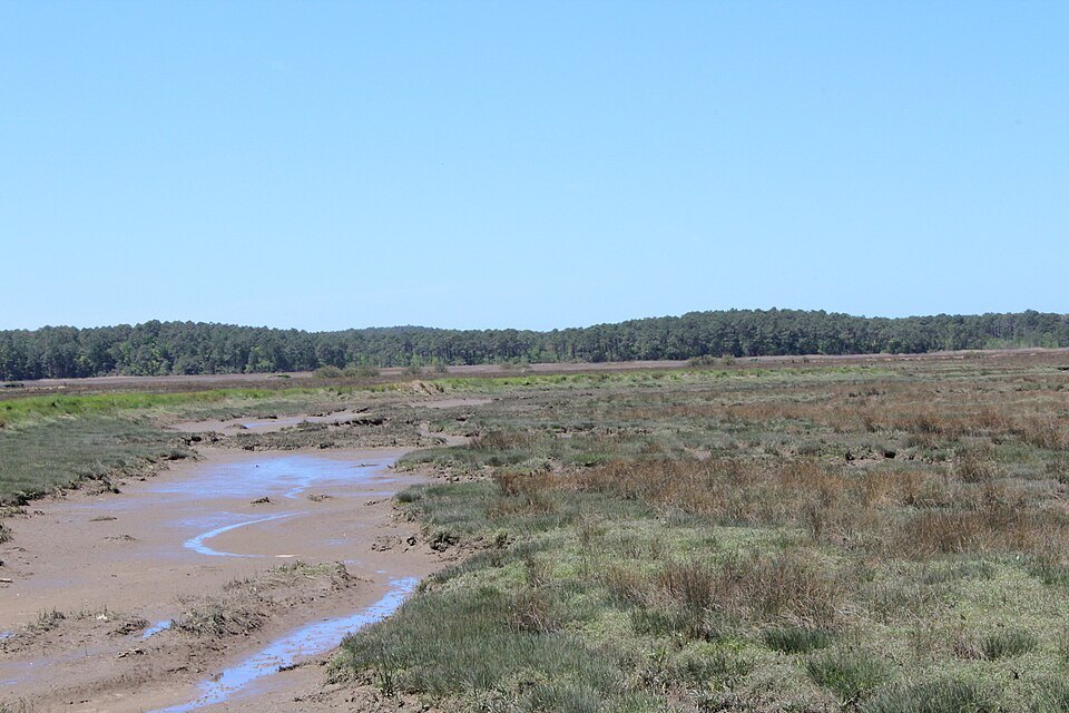 Salt-meadow vegetation and landscape